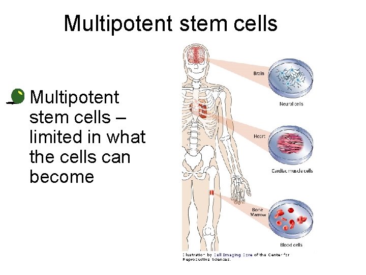 Multipotent stem cells • Multipotent stem cells – limited in what the cells can