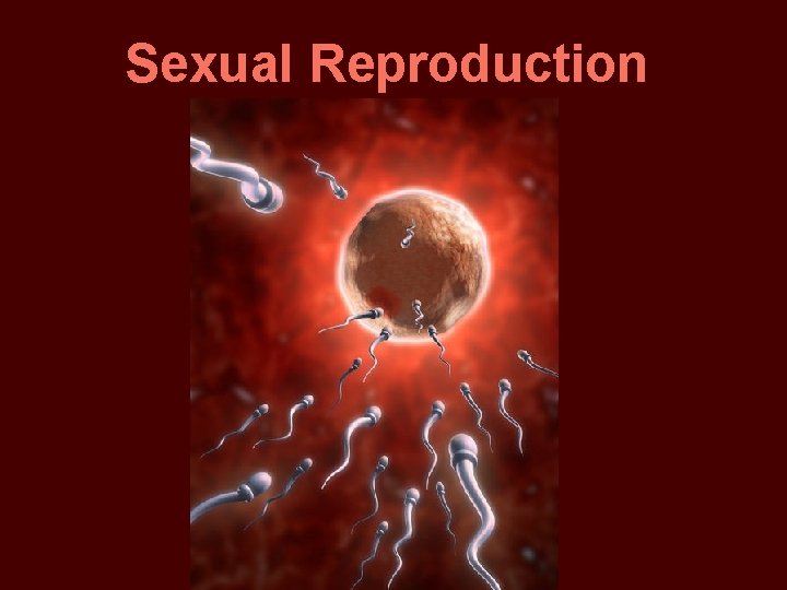 Sexual Reproduction 