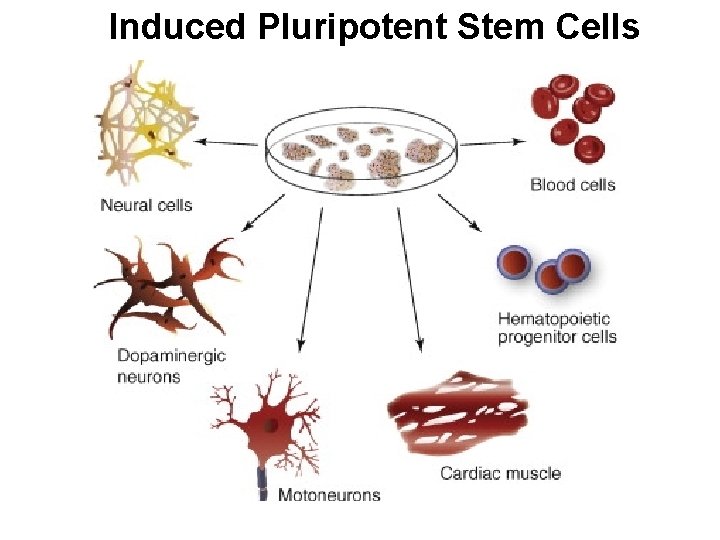 Induced Pluripotent Stem Cells 