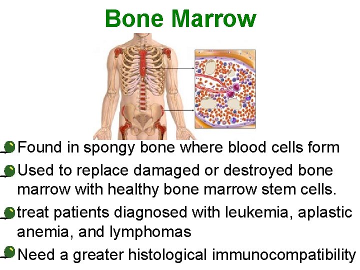 Bone Marrow • Found in spongy bone where blood cells form • Used to