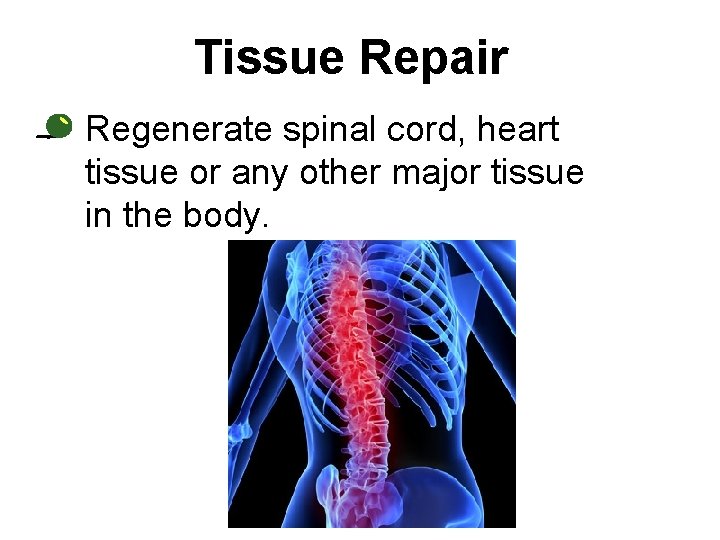 Tissue Repair • Regenerate spinal cord, heart tissue or any other major tissue in