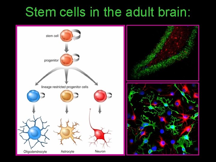 Stem cells in the adult brain: 