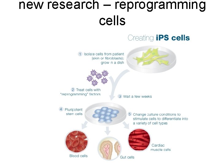 new research – reprogramming cells 