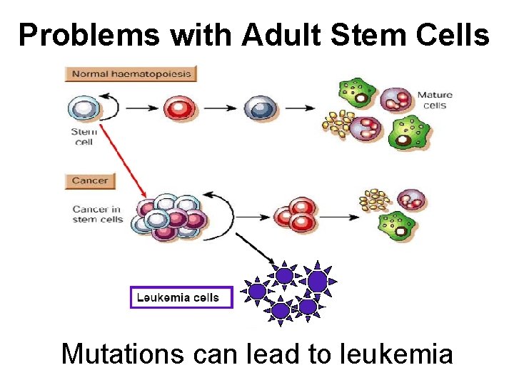 Problems with Adult Stem Cells Mutations can lead to leukemia 