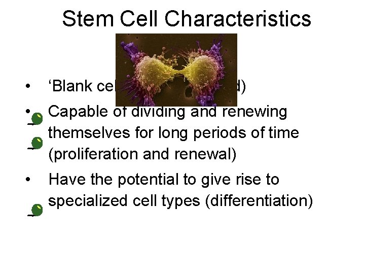 Stem Cell Characteristics • ‘Blank cells’ (unspecialized) • Capable of dividing and renewing themselves