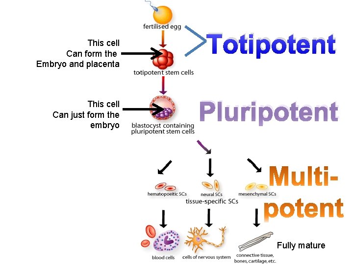 This cell Can form the Embryo and placenta This cell Can just form the