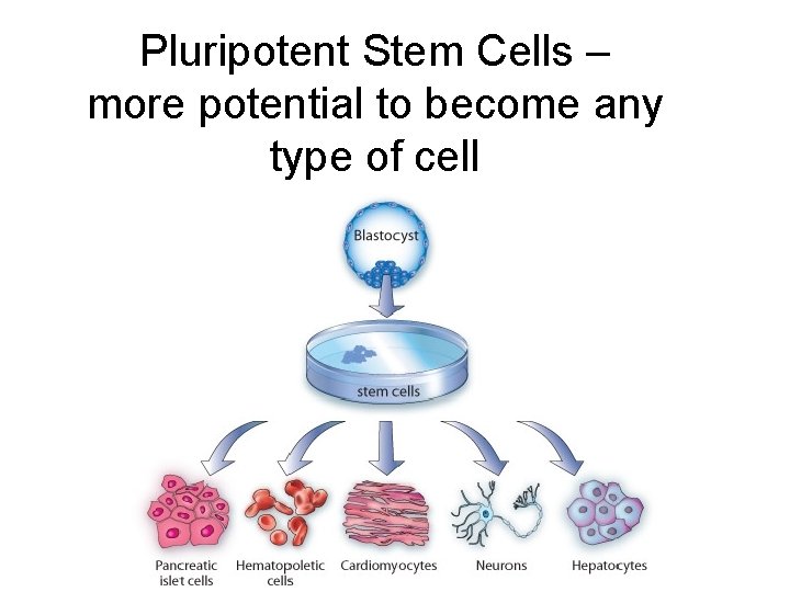 Pluripotent Stem Cells – more potential to become any type of cell 