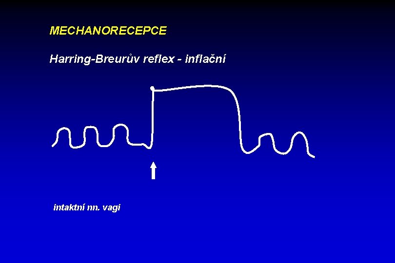 MECHANORECEPCE Harring-Breurův reflex - inflační intaktní nn. vagi 