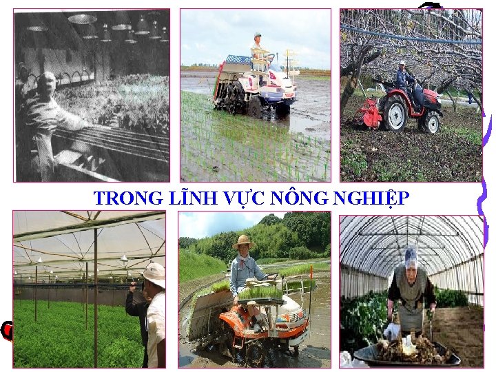 TRONG LĨNH VỰC NÔNG NGHIỆP 