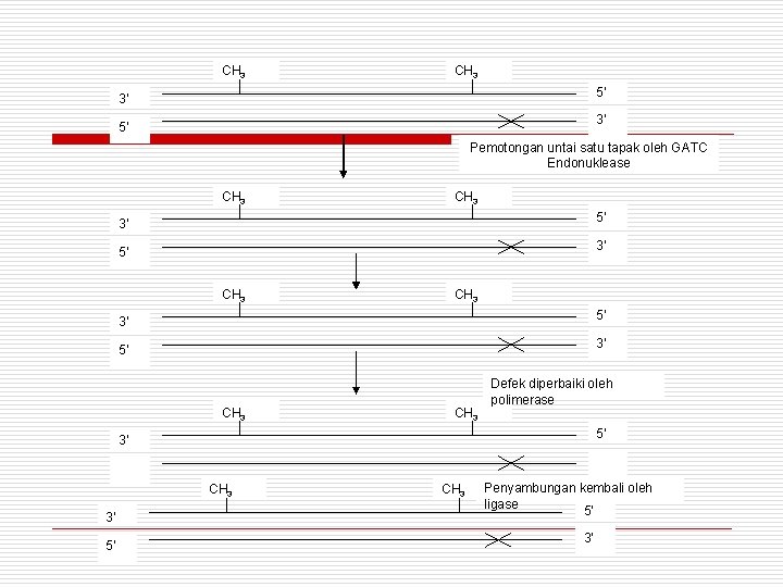 CH 3 5’ 3’ 3’ 5’ Pemotongan untai satu tapak oleh GATC Endonuklease CH