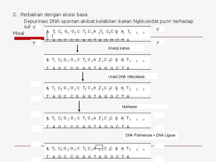 2. Perbaikan dengan eksisi basa Depurinasi DNA spontan akibat kelabilan ikatan Nglikosidat purin terhadap