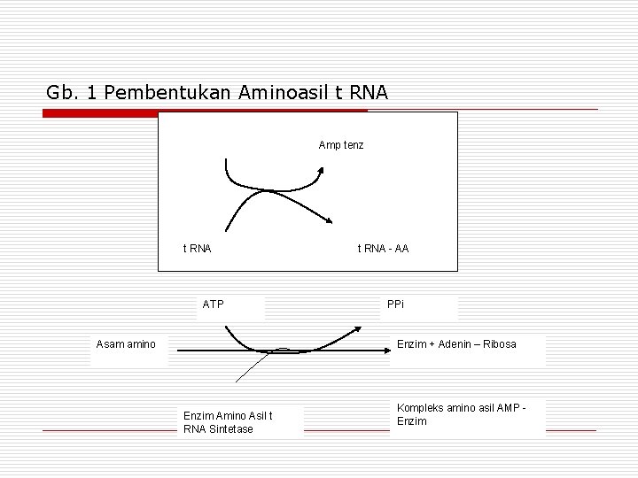 Gb. 1 Pembentukan Aminoasil t RNA Amp tenz t RNA ATP Asam amino t