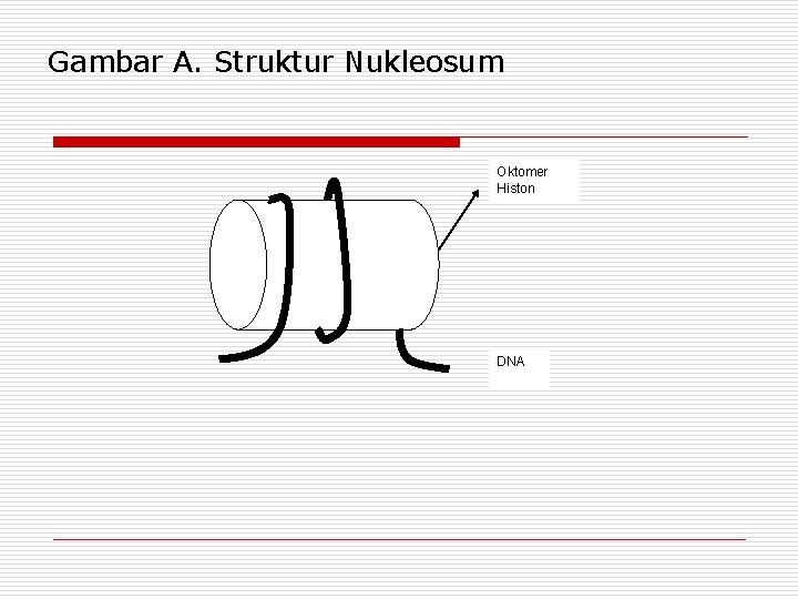 Gambar A. Struktur Nukleosum Oktomer Histon DNA 