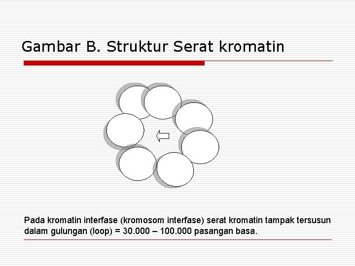 Gambar B. Struktur Serat kromatin Pada kromatin interfase (kromosom interfase) serat kromatin tampak tersusun