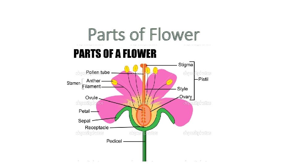 Parts of Flower 
