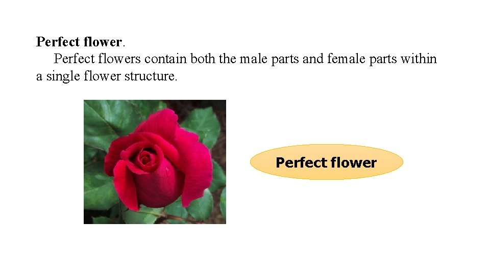 Perfect flowers contain both the male parts and female parts within a single flower