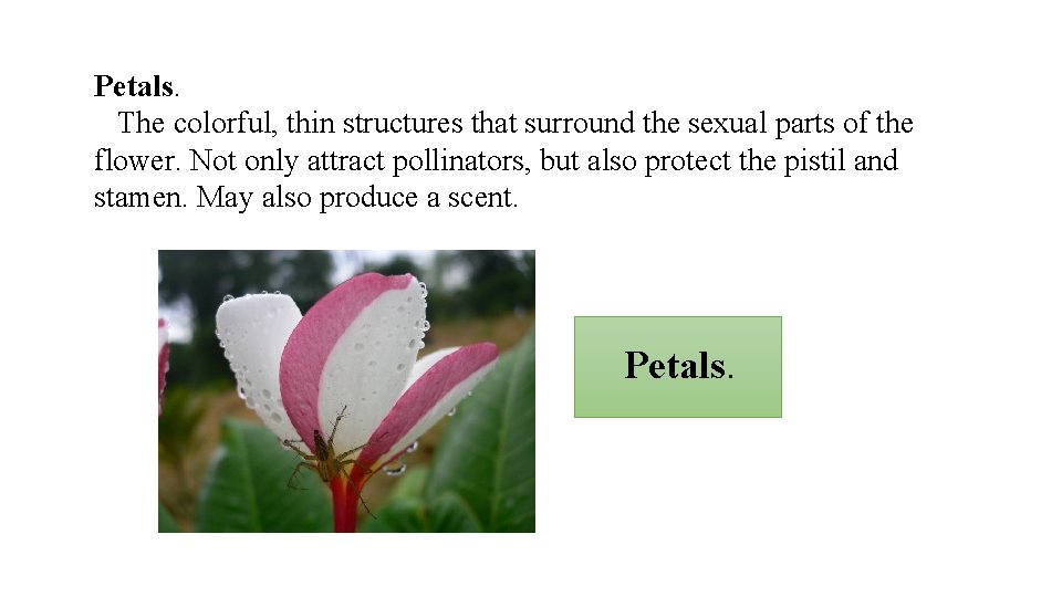 Petals. The colorful, thin structures that surround the sexual parts of the flower. Not