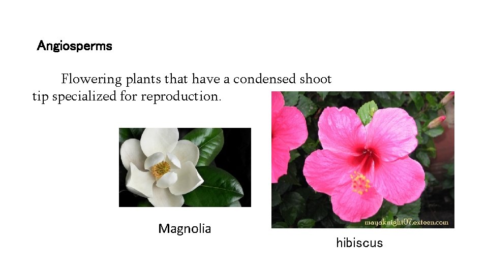 Angiosperms Flowering plants that have a condensed shoot tip specialized for reproduction. Magnolia hibiscus