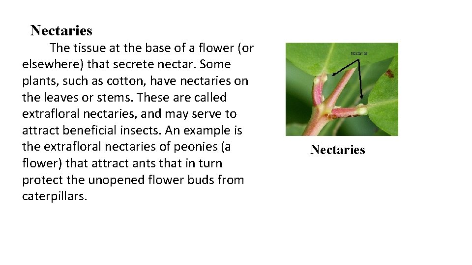 Nectaries The tissue at the base of a flower (or elsewhere) that secrete nectar.