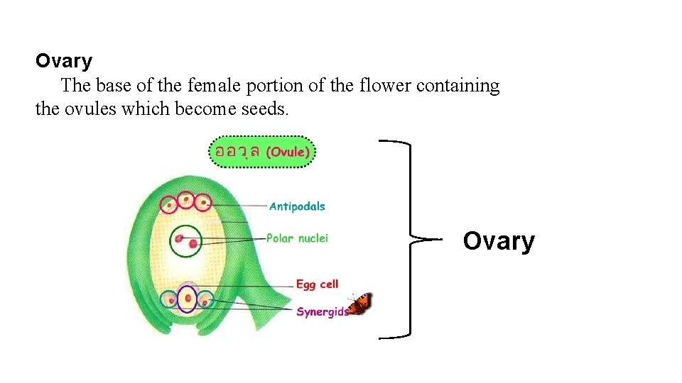 Ovary The base of the female portion of the flower containing the ovules which
