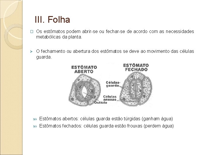 III. Folha � Os estômatos podem abrir-se ou fechar-se de acordo com as necessidades