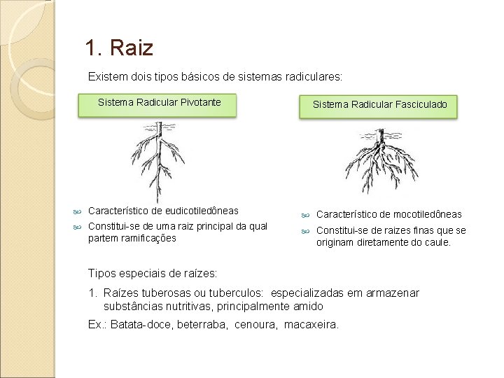 1. Raiz Existem dois tipos básicos de sistemas radiculares: Sistema Radicular Pivotante Sistema Radicular