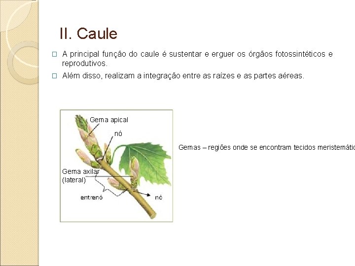 II. Caule � A principal função do caule é sustentar e erguer os órgãos