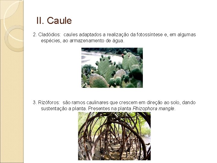 II. Caule 2. Cladódios: caules adaptados a realização da fotossíntese e, em algumas espécies,