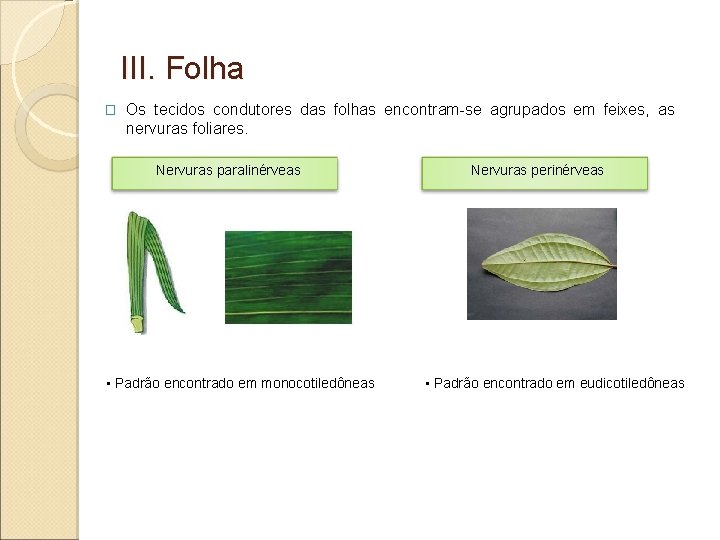 III. Folha � Os tecidos condutores das folhas encontram-se agrupados em feixes, as nervuras