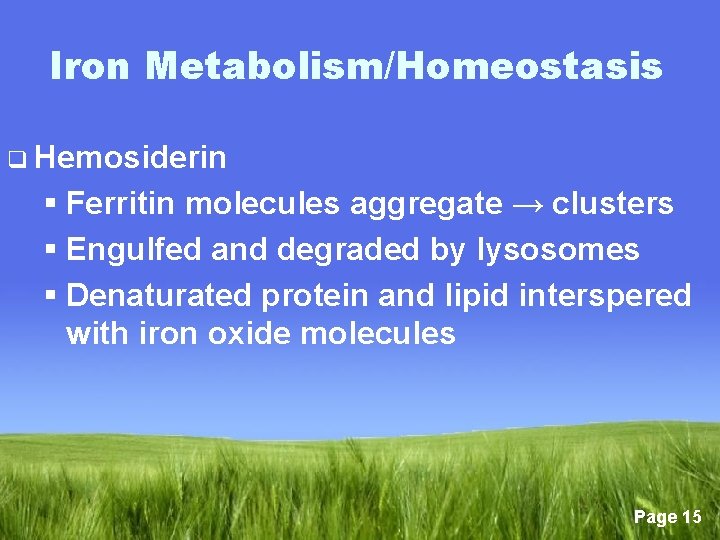 Iron Metabolism/Homeostasis q Hemosiderin § Ferritin molecules aggregate → clusters § Engulfed and degraded