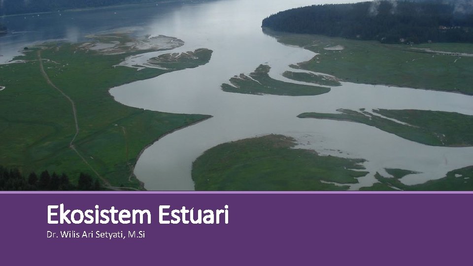 Ekosistem Estuari Dr. Wilis Ari Setyati, M. Si 