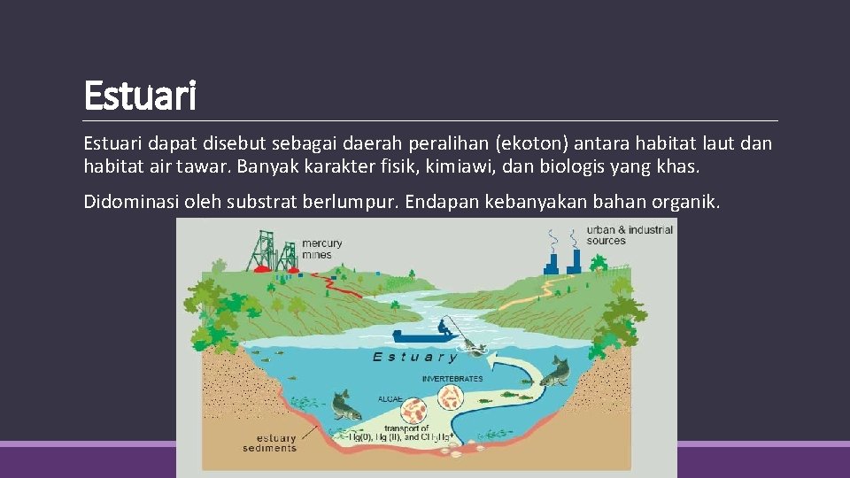 Estuari dapat disebut sebagai daerah peralihan (ekoton) antara habitat laut dan habitat air tawar.