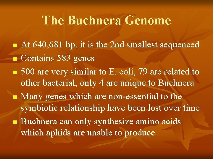 The Buchnera Genome n n n At 640, 681 bp, it is the 2