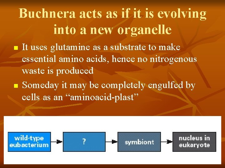 Buchnera acts as if it is evolving into a new organelle n n It