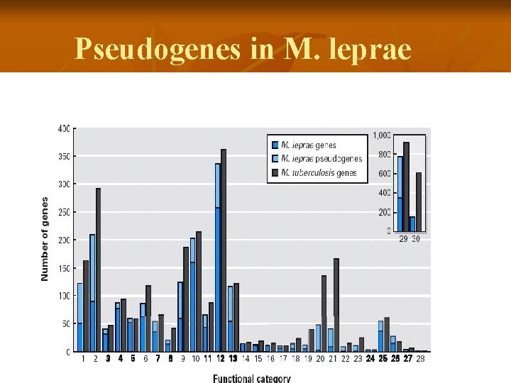 Pseudogenes in M. leprae 