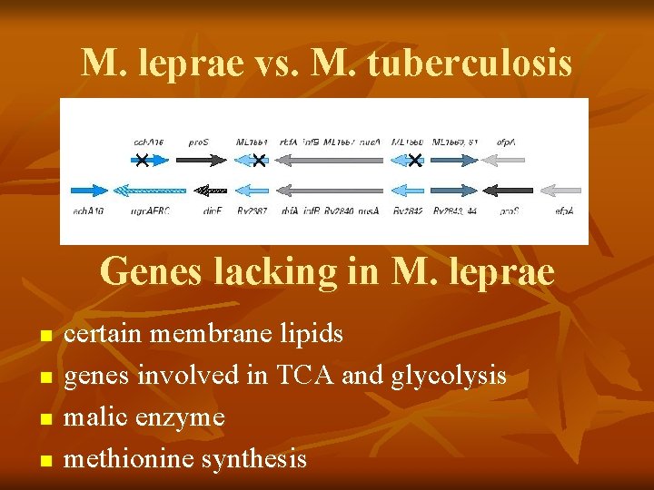 M. leprae vs. M. tuberculosis Genes lacking in M. leprae n n certain membrane