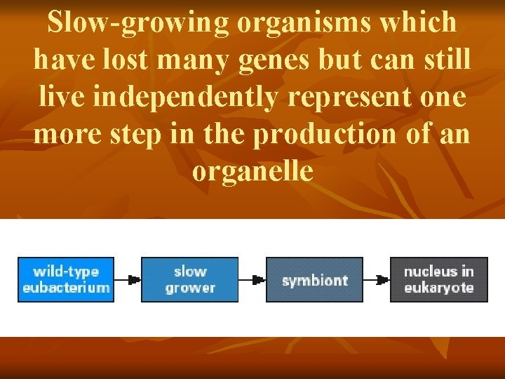 Slow-growing organisms which have lost many genes but can still live independently represent one