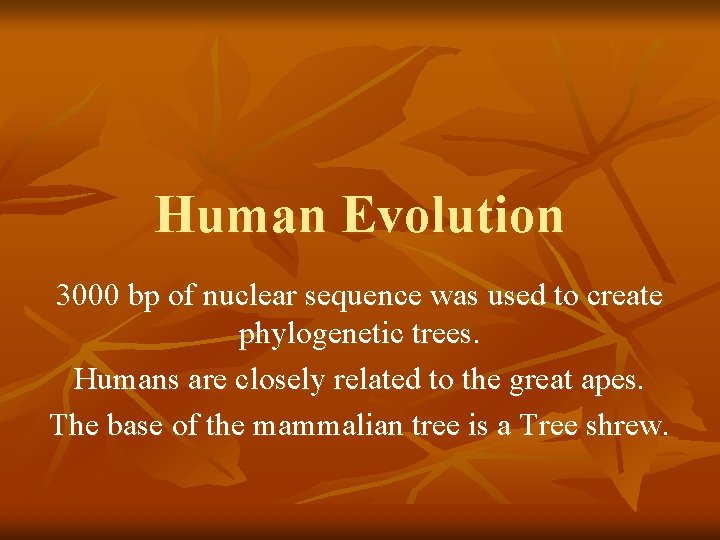 Human Evolution 3000 bp of nuclear sequence was used to create phylogenetic trees. Humans