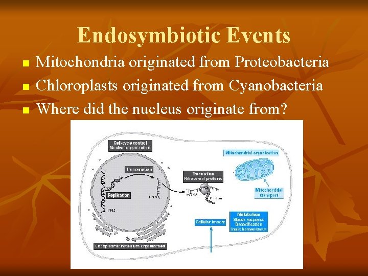 Endosymbiotic Events n n n Mitochondria originated from Proteobacteria Chloroplasts originated from Cyanobacteria Where