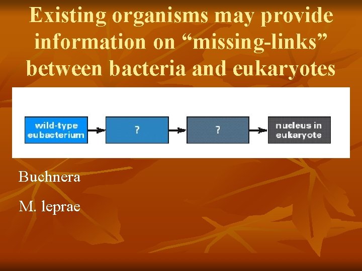 Existing organisms may provide information on “missing-links” between bacteria and eukaryotes Buchnera M. leprae