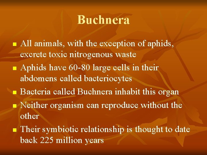 Buchnera n n n All animals, with the exception of aphids, excrete toxic nitrogenous