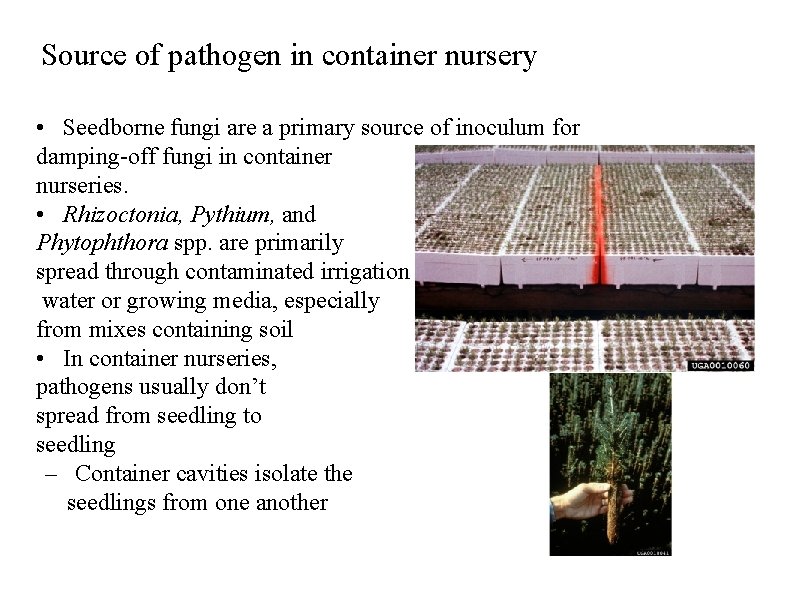 Source of pathogen in container nursery • Seedborne fungi are a primary source of