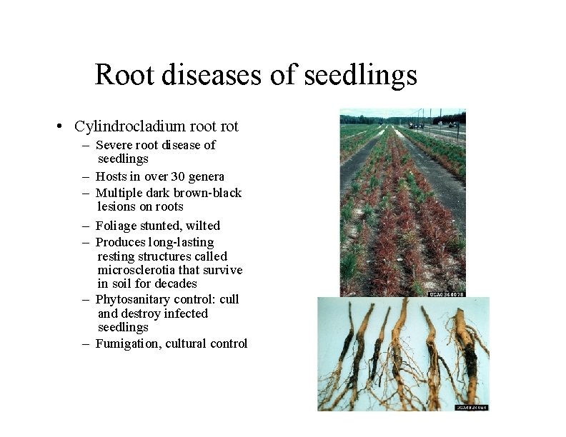 Root diseases of seedlings • Cylindrocladium root rot – Severe root disease of seedlings