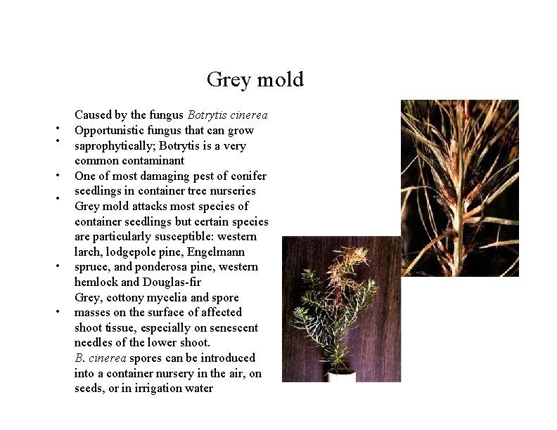 Grey mold • • • Caused by the fungus Botrytis cinerea Opportunistic fungus that