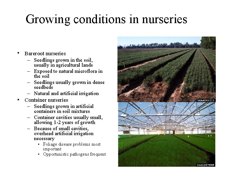 Growing conditions in nurseries • Bareroot nurseries – Seedlings grown in the soil, usually