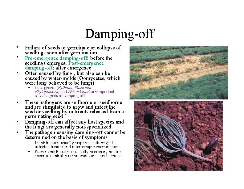 Damping-off • • • Failure of seeds to germinate or collapse of seedlings soon