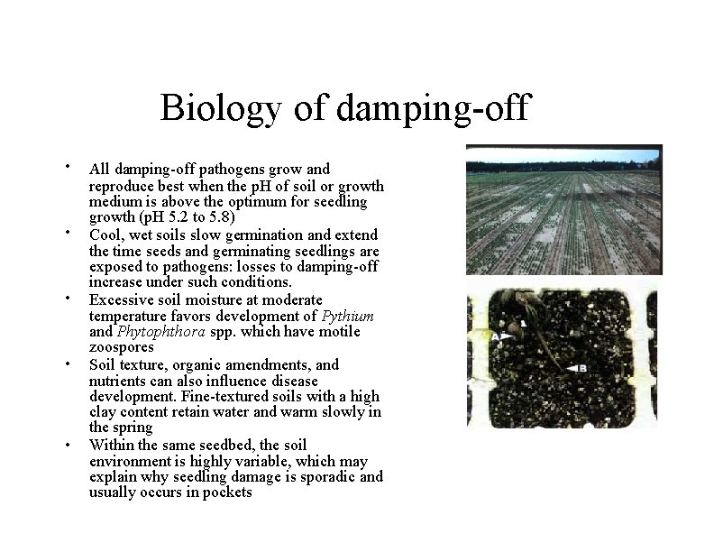 Biology of damping-off • • • All damping-off pathogens grow and reproduce best when