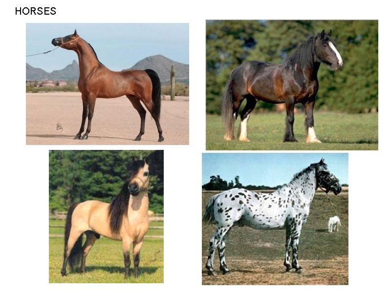 HORSES HORSES