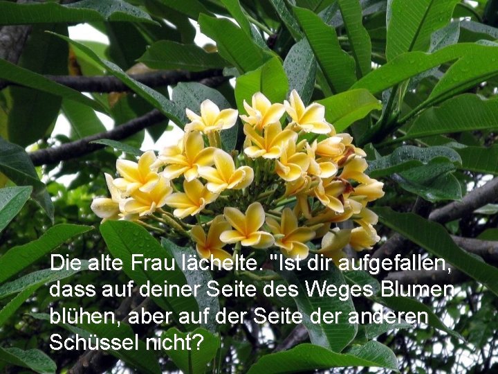 Die alte Frau lächelte. "Ist dir aufgefallen, dass auf deiner Seite des Weges Blumen