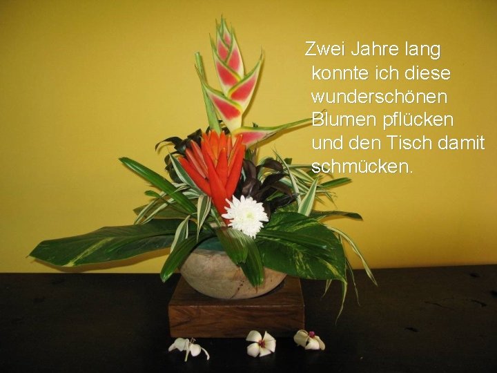 Zwei Jahre lang konnte ich diese wunderschönen Blumen pflücken und den Tisch damit schmücken.